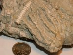 Trautscholdicrinus sp.