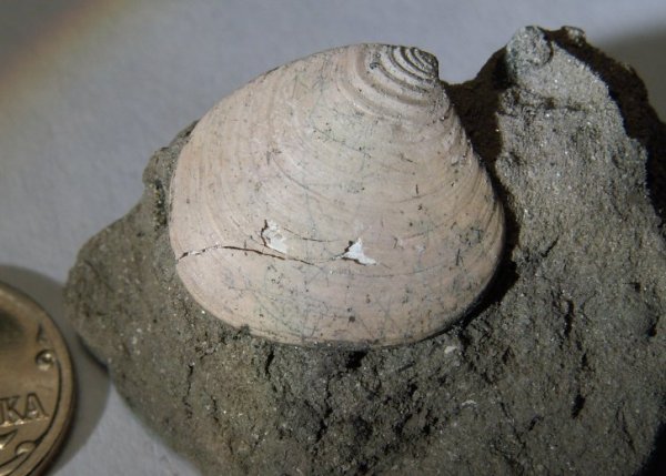 Astarte, Astarte trembiazensis