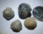 Ivanoviella alemanica