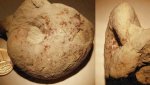 Temnodiscus