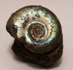 Kashpurites fulgens