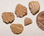 Hustedia remota
