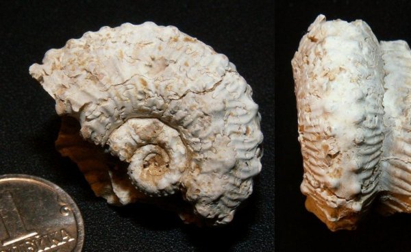 Kosmoceras