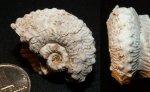 Гжельский Kosmoceras