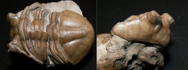 Asaphus