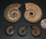 Amoeboceras-ы