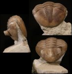 Asaphus sulevi