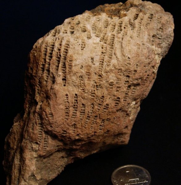 Siphonodendron, Lithostrotionidae