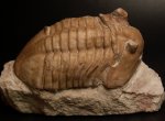 Asaphus holmi