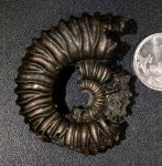 Peltoceras arduennense