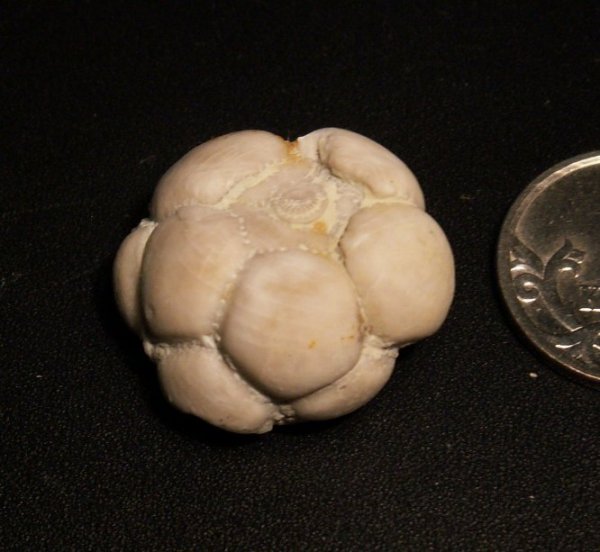 Mooreocrinus, Cromyocrinidae