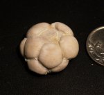 Mooreocrinus geminatus