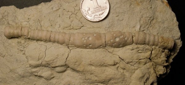 Moscovicrinus, паразитизм, Platyceras, ихнофоссилии