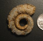 Ядро Omphalotrochus canaliculatus