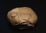 Illaenus sp.