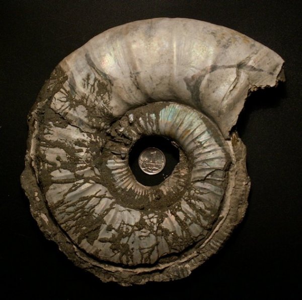 Binatisphinctes, макроконхи, Binatisphinctes mosquensis, Macroconchs