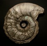 Binatisphinctes mosquensis