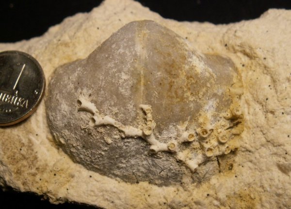 Choristites, Aulopora, Spiriferida, обрастание, encrustation of brachiopods, Epizoans