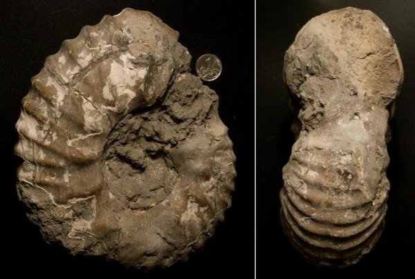 Erymnoceras, Erymnoceras doliforme