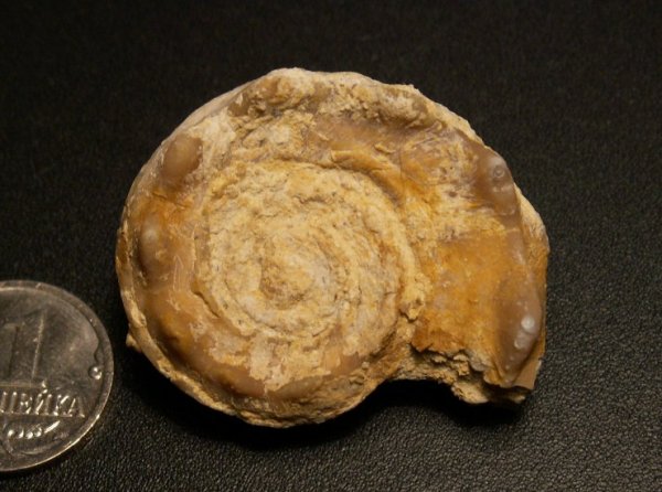 Euomphalus, Euomphalus moniliferus