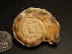 Euomphalus moniliferus