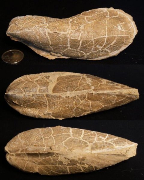 Modiolus