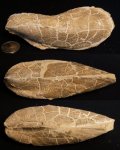 Modiolus sp.