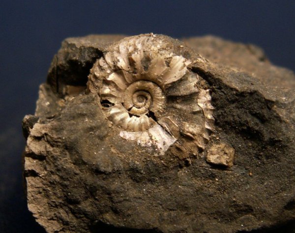 Cardioceras, Cardioceratidae