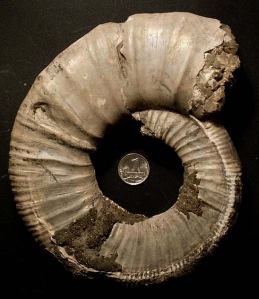 Binatisphinctes, макроконхи, Binatisphinctes mosquensis, Macroconchs