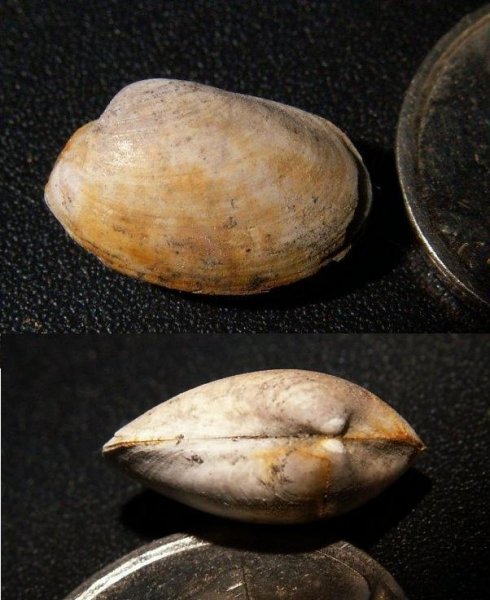 Nuculoma