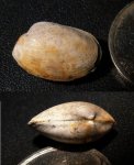 Nuculoma caecilia