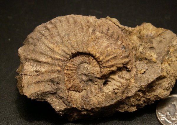 Amoeboceras