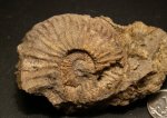 Amoeboceras