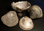 Gryphaea dilatata