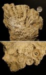 Actinocyathus