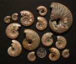 Brightia & Lunuloceras