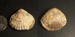 Praecyclothyris
