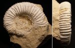 Peltoceras