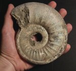Крупный Binatisphinctes