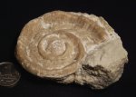 Euomphalus marginatus