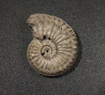 Amoeboceras из Домодедово