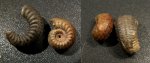 Amoeboceras zieteni