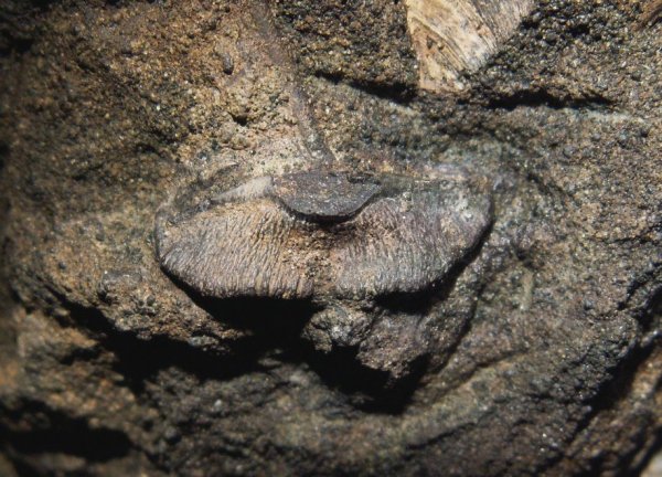 Sphenodus