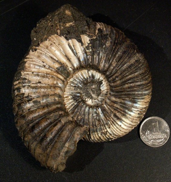 Virgatites, Virgatites virgatus