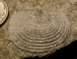 Echinoconchus punctatus