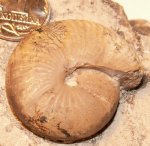 Popanoceras