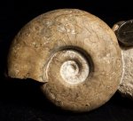 Uraloceras