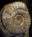 Choffatia cardoti (Petitclerc)