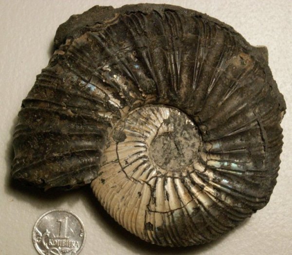 Virgatites