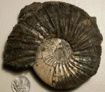 Virgatites virgatus